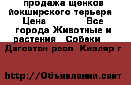 продажа щенков йокширского терьера › Цена ­ 25 000 - Все города Животные и растения » Собаки   . Дагестан респ.,Кизляр г.